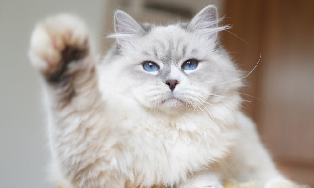 Le Chat s’enrichit d’une mémoire avancée et d’interfaces vers des outils professionnels